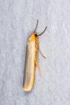 Manulea complana