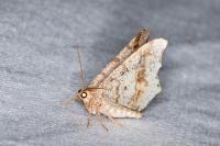 Macaria alternata
