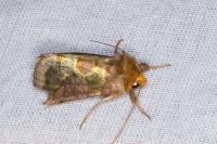 Diachrysia chrysitis