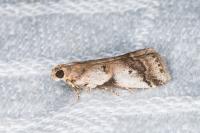 Acrobasis glaucella/fallouella