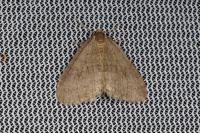 Operophtera brumata