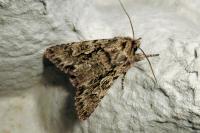 Xylocampa areola