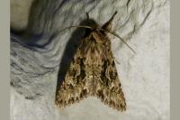 Xylocampa areola