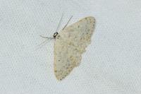 Scopula marginepunctata