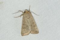 Hoplodrina ambigua