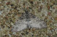 Lobophora halterata