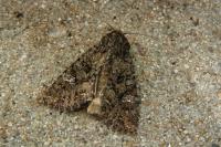 Mamestra brassicae
