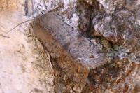 Orthosia incerta