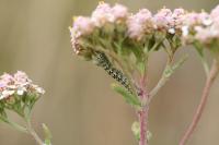 Cucullia tanaceti