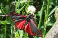 Tyria jacobaeae