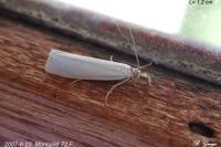 Crambus perlellus