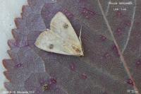 Rivula sericealis