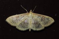 Patania ruralis