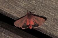 Phragmatobia fuliginosa