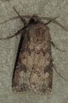Agrotis segetum