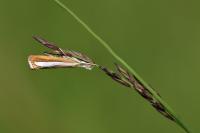 Catoptria margaritella
