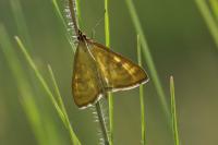 Mecyna flavalis
