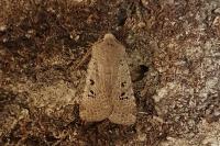 Conistra rubiginosa