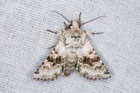 Hecatera bicolorata