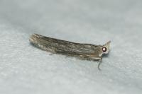 Epischnia prodromella