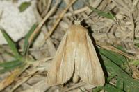 Mythimna litoralis