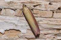 Oncocera semirubella