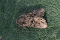 Mniotype solieri