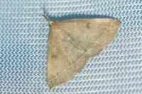 Polypogon plumigeralis