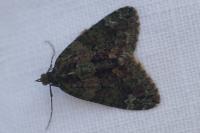 Chloroclysta siterata