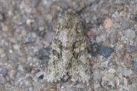 Dryobotodes eremita