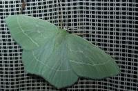 Hemistola chrysoprasaria