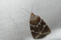 Deltote bankiana