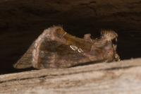 Chrysodeixis chalcites