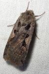 Xestia c-nigrum