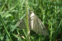 Siona lineata