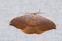 Watsonalla uncinula