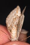 Aplocera efformata