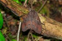 Dendrolimus pini pini