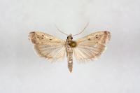 Phycitodes inquinatella