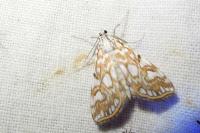 Elophila nymphaeata