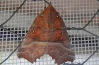 Scoliopteryx libatrix