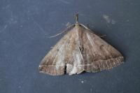 Polypogon plumigeralis