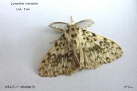 Lymantria monacha