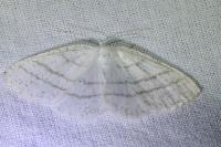 Cabera pusaria