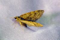 Eupithecia abbreviata