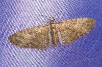Eupithecia abbreviata