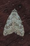 Nola confusalis