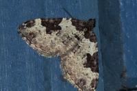 Xanthorhoe fluctuata