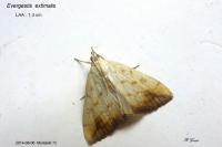 Evergestis extimalis