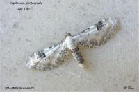 Eupithecia centaureata